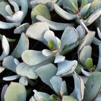Cotyledon cotyledon orbiculata
