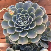 Echeveria Echeveria are non toxic succulent plants