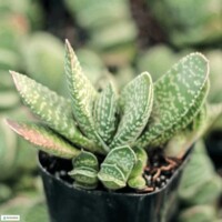 Gasteria Gasteria are pet safe succulents