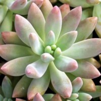 Graptosedum 'Darley Sunshine' Graptosedum Darley Sunshine
