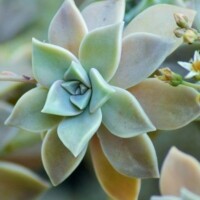 Graptopetalum Graptoveria succulent plants