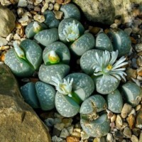 Lithops Lithops living stones
