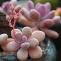 Pachyphytum are non-toxic to pets