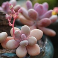 Pachyphytum Pachyphytum are non-toxic to pets