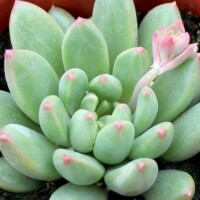 Pachyveria Pachyveria succulent plants