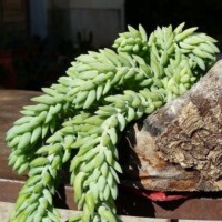 Tender Sedum Sedums are non toxic for pets