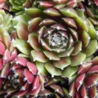 Sempervivum Sempervivum are pet safe succulent plants
