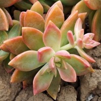 Graptosedum 'California Sunset' Graptosedum 'California Sunset'