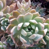 Graptopetalum paraguayense "Ghost Plant" Graptopetalum paraguayense "Ghost Plant"