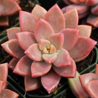 Graptosedum 'Alpenglow' Graptosedum 'Alpenglow'