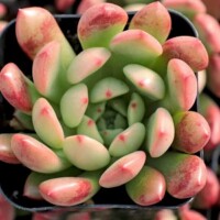 Graptoveria 'Bashful' Graptoveria Bashful