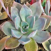 Graptoveria 'Douglas Huth' Graptoveria 'Douglas Huth'