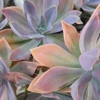 Graptoveria 'Fred ives' Graptoveria 'Fred ives'