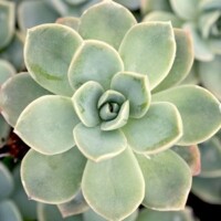 Graptoveria 'Harry Watson' Graptoveria 'Harry Watson'