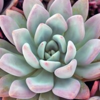Graptoveria 'Opalina' Graptoveria 'Opalina'