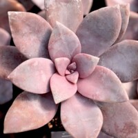 Graptopetalum 'Suberbum' Graptopetalum 'Suberbum'