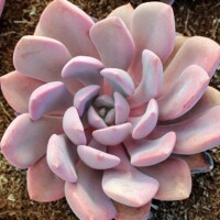 Graptoveria 'Debbie' Graptoveria 'Debbie'