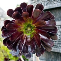 Aeonium Aeonium
