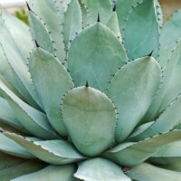 Agave