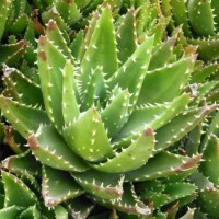 Aloe