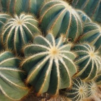 Echinocactus grusonii or golden barrel cactus