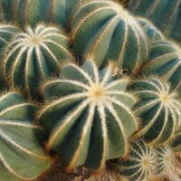 Cactus Echinocactus grusonii or golden barrel cactus