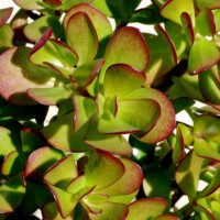 Crassula