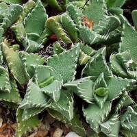 Faucaria