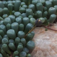 Fenestraria