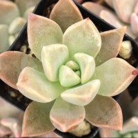 Graptopetalum 'Frank Reinelt' Graptopetalum 'Frank Reinelt'
