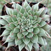 Graptopetalum filiferum Graptopetalum filiferum