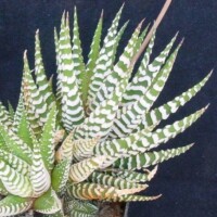 Haworthia