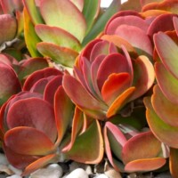 Kalanchoe