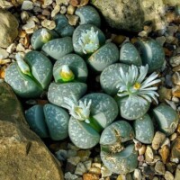 Lithops