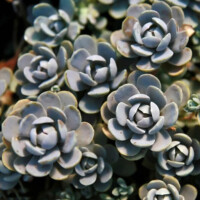 Orostachys Orostachys iwarenge