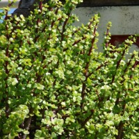 Portulacaria