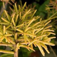 Rhipsalis