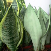 Sansevieria