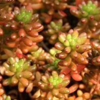 Sedum