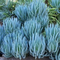 Senecio