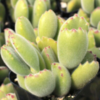 Cotyledon