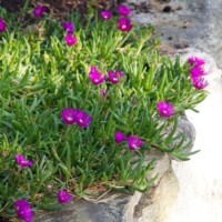 Delosperma delosperma ice plant