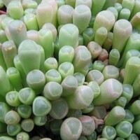 Fenestraia fenestraria-baby-toes