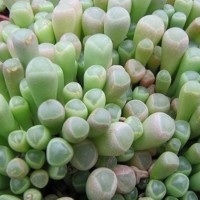 fenestraria-baby-toes