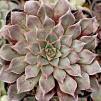 Graptopetalum