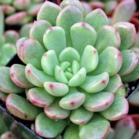Graptoveria Graptoveria Bashful