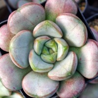 Graptoveria 'Amethorum' Graptoveria 'Amethorum'
