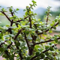 Portulacaria Portulacaria afra