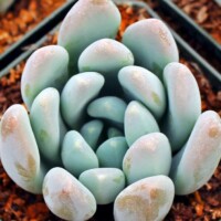 Graptosedum 'Blue Giant' Graptosedum 'Blue Giant'