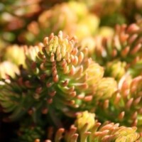 Hardy Sedum
